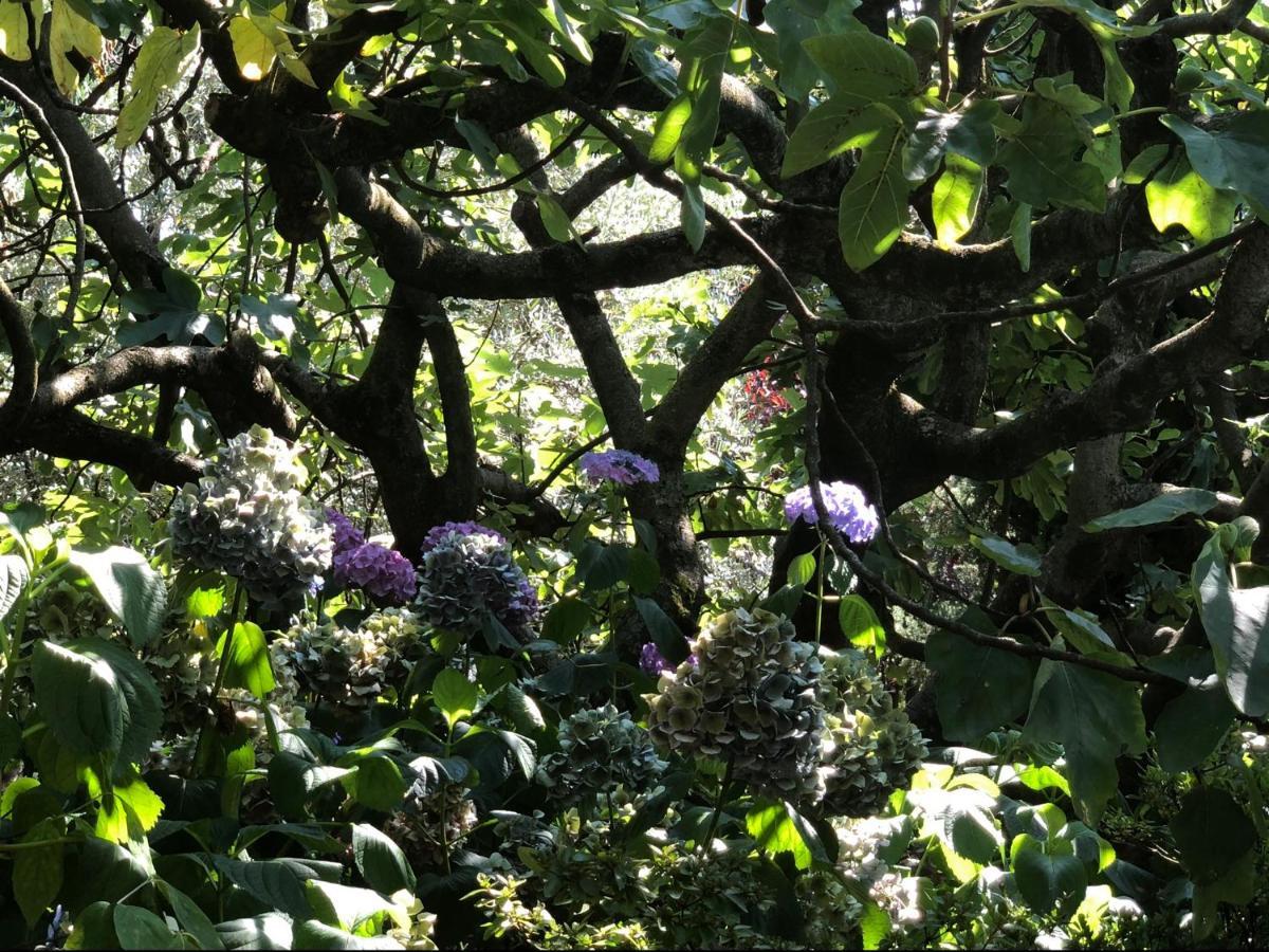 Il Pioppo Antico Appartement Viggiù Buitenkant foto